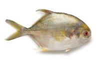 POMPANO